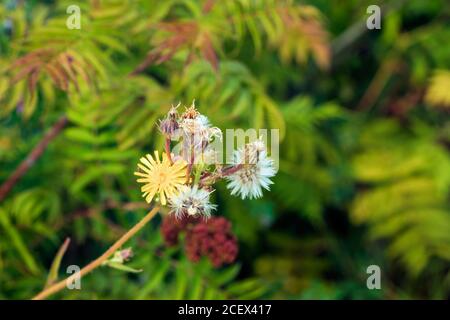 Schöne gelbe Blüten gegen den grünen Raum. Stockfoto