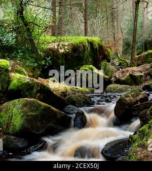 Wyming Brook Nature Reserve, Peak District.Sheffield, England, Großbritannien Stockfoto