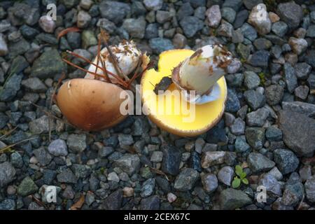 Suillus grevillei ist allgemein als Greville-Bolete und Lärchenbolete bekannt - essbare und köstliche Pilze Stockfoto