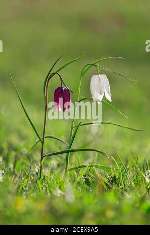 Schlangenkopf-Fatillarien / karierte Lilien (Fatillaria meleagris) In Blüte auf Wiese / Grünland im Frühjahr Stockfoto