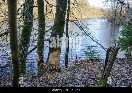 Biber zerbissen Bäume im Wald, Bäume am Ufer des Stausees zerbissen von Bibern Stockfoto