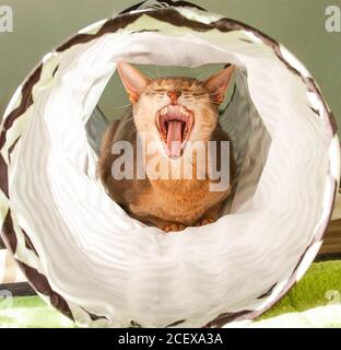 Abessinier-Katze gähnt. Nahaufnahme Porträt der blauen abessinier weibliche Katze, sitzt auf weißem Hintergrund. Stockfoto