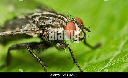 Detaillierte Nahaufnahme hochauflösendes Makro einer gewöhnlichen Fleischfliege Auf einem grünen Blatt sitzend Stockfoto