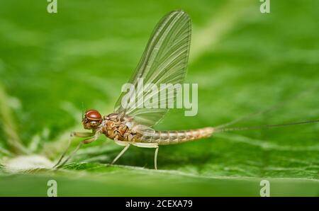 Detailliertes Nahaufnahme-Makro mit hoher Auflösung eines männlichen May-fly sitzend Auf einem grünen Blatt Stockfoto