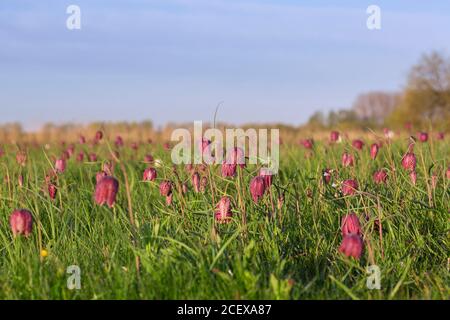 Schlangenkopf-Fatillarien / karierte Lilien (Fatillaria meleagris) In Blüte auf Wiese / Grünland im Frühjahr Stockfoto