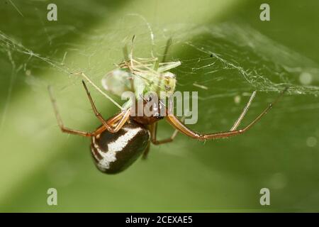 Detailliertes Nahaufnahme-Makro einer gewöhnlichen Schrankspinne (Steatoda), die aufgehängt ist Kopfüber in das Netz eine Blattlaus eingeholt Stockfoto