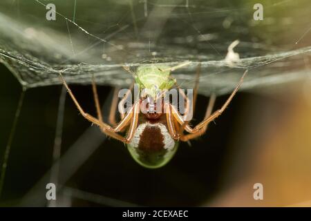 Detailliertes Nahaufnahme-Makro einer gewöhnlichen Schrankspinne (Steatoda), die aufgehängt ist Kopfüber in das Netz eine Blattlaus eingeholt Stockfoto