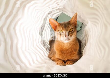 Abessinier-Katze. Nahaufnahme Porträt der blauen abessinier weibliche Katze, sitzt auf weißem Hintergrund. Stockfoto