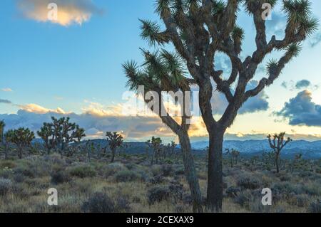 Joshua Trees und die Landschaft im Joshua Tree National Park, Kalifornien, USA, bei Sonnenuntergang. Stockfoto