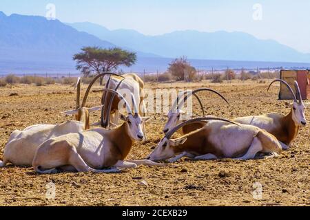 Gruppe von Geimitar-horned oryx, im Yotvata Hai-Bar Naturreservat, der Arava-Wüste, Südisraelisch Stockfoto