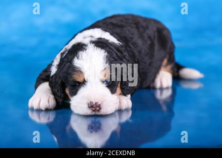 F1 Tri-colored Mini Bernedoodle Puppy Verlegung auf blau reflektierenden Boden Stockfoto