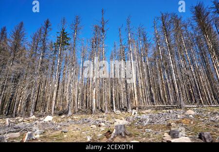 Bäume im Wald sterben an der Klimakatastrophe. Dynamik durch Bewegungsunschärfe. Stockfoto