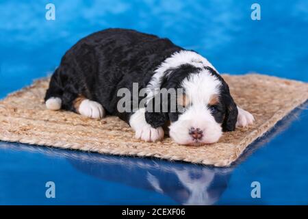 F1 Tri-colored Mini Bernedoodle Puppy liegt auf dem Etui Teppich auf Blauer reflektierender Boden Stockfoto