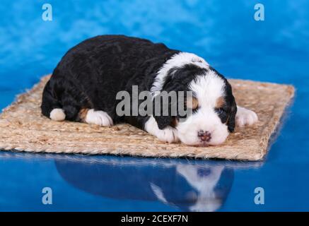 F1 Tri-colored Mini Bernedoodle Puppy liegt auf dem Etui Teppich auf Blauer reflektierender Boden Stockfoto