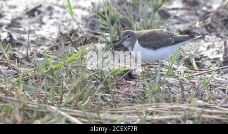 Gemeiner Sandpiper zeigt gut auf Kanal kratzen bei Abwanderung, vor seiner Reise nach Südafrika für den Winter Stockfoto