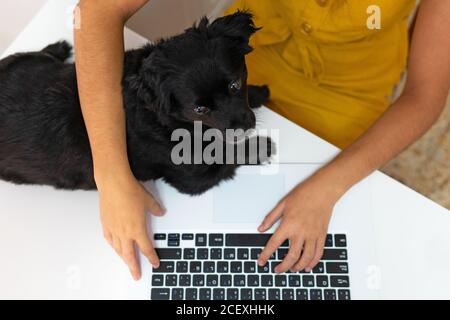 Draufsicht auf nicht erkennbare Unternehmerin am Tisch sitzend mit Cute Welpen und Eingabe auf Laptop, während der Arbeit aus der Ferne an Zu Hause Stockfoto