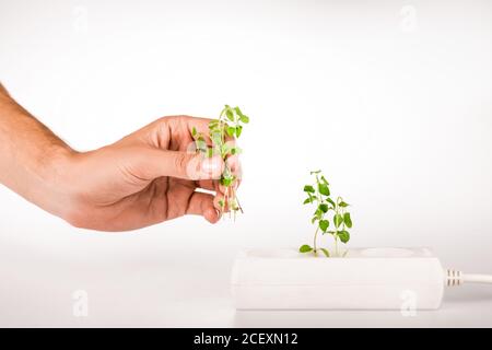 Beschnittene Ansicht des Mannes, der grüne Pflanze in der Nähe der Steckdose hält Power Extender auf weißem Hintergrund Stockfoto