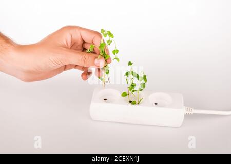 Beschnittene Ansicht des Mannes, der grüne Pflanze in der Nähe der Steckdose hält Power Extender auf weißem Hintergrund Stockfoto