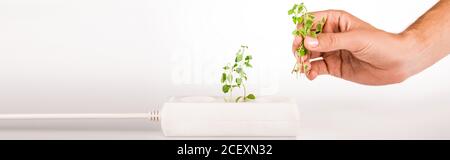 Beschnittene Ansicht des Mannes, der grüne Pflanze in der Nähe der Steckdose in Power Extender auf weißem Hintergrund hält, Panoramaaufnahme Stockfoto