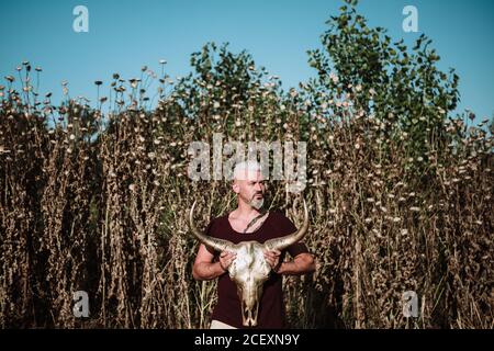 Serious muskulösen bärtigen grauhaarigen Mann mit Tattoo halten Horn Tierschädel beim Stehen gegen hohes Gras und blauen Himmel In der Natur Stockfoto