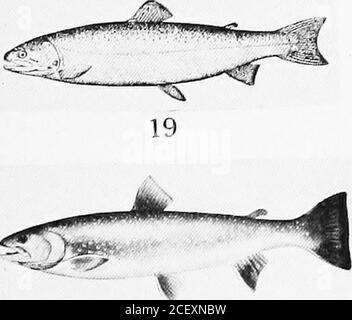 . Eine kommentierte Liste der Puget Sound Fische. 17. 21 Stockfoto