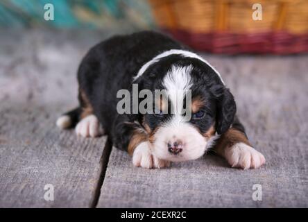 F1 Dreifarbig Mini Bernedoodle Puppy auf Holz vor dem Korb, 3 Wochen alt Stockfoto