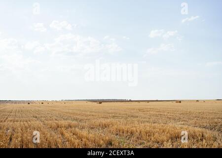 Die Rollen des goldenen Heus auf dem friedlichen landwirtschaftlichen Feld unter klar Blauer Himmel auf dem Land Stockfoto