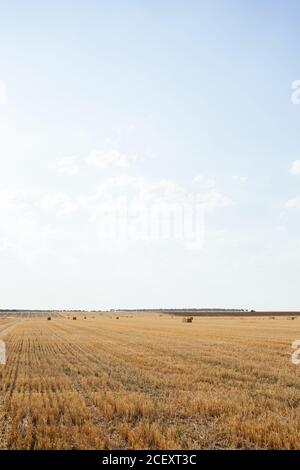 Die Rollen des goldenen Heus auf dem friedlichen landwirtschaftlichen Feld unter klar Blauer Himmel auf dem Land Stockfoto