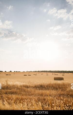 Die Rollen des goldenen Heus auf dem friedlichen landwirtschaftlichen Feld unter klar Blauer Himmel auf dem Land Stockfoto