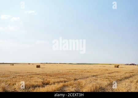 Die Rollen des goldenen Heus auf dem friedlichen landwirtschaftlichen Feld unter klar Blauer Himmel auf dem Land Stockfoto