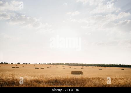 Die Rollen des goldenen Heus auf dem friedlichen landwirtschaftlichen Feld unter klar Blauer Himmel auf dem Land Stockfoto