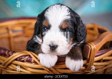 F1 Dreifarbig Mini Bernedoodle Puppy auf Holz vor dem Korb, 3 Wochen alt Stockfoto