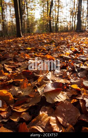 Teppich aus Blättern auf dem Boden im Wald im Herbst, Meudon, Frankreich Stockfoto