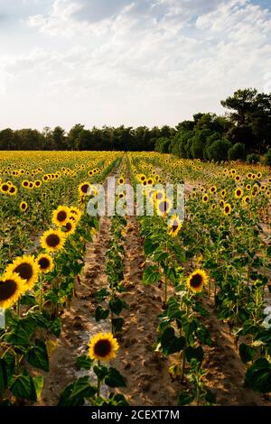 Malerische Landschaft von großen landwirtschaftlichen Feld mit blühenden gelben Sonnenblumen Im Sommer auf dem Land Stockfoto