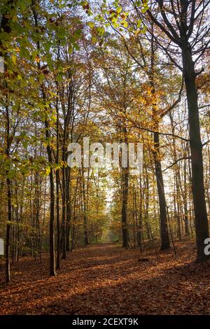 Herbstfarben im Wald an einem sonnigen Tag, Meudon, Frankreich Stockfoto