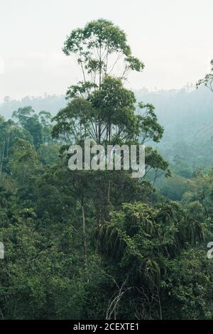 Malerischer Blick auf die Regenwald-Landschaft mit üppigen grünen Bäumen wachsen Auf Hängen von Hügeln in Sri Lanka Stockfoto