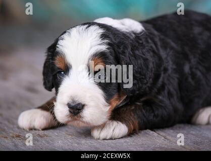 F1 Tri-colored Mini Bernedoodle Puppy Verlegung auf Holzboden 3 Wochen alt Stockfoto