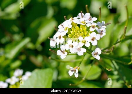 Brunnenkresse (nasturtium officinale), Nahaufnahme eines einzelnen Blütenkopfes mit sich entwickelnden Samenschoten. Stockfoto