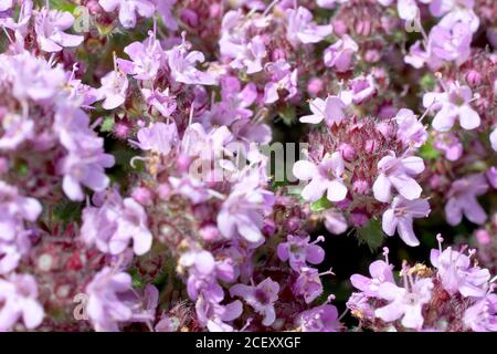 Wilder Thymian (Thymus polytrichus), Nahaufnahme der winzigen rosa Blüten der Pflanze. Stockfoto