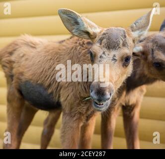 Nahaufnahme Porträt von lustigen neugierigen Kalb eines Elches oder Eurasischer Elch mit großen braunen Augen und Nase Stockfoto