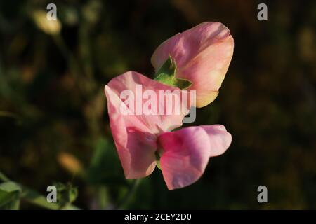 Eine Nahaufnahme einer blass rosa duftenden süßen Erbsenblume. Süße Erbsen Stockfoto