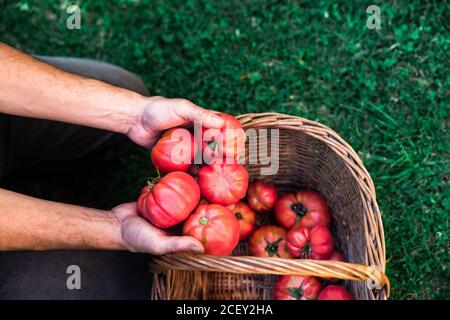 Von oben der Ernte anonymen männlichen Gärtner Putting reifen rot Tomaten zu Weidenkorb während der Ernte Gemüse im Sommergarten Stockfoto