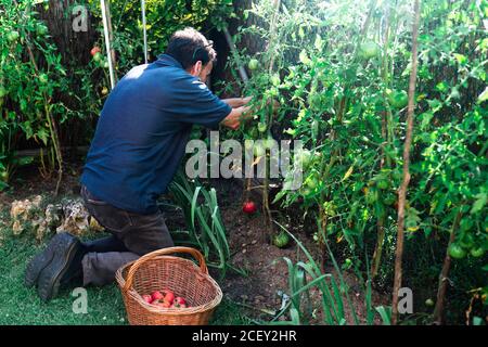 Seitenansicht des nicht erkennbaren männlichen Gärtners mit Weidenkorb Ernte Reife rote Tomaten im Sommer Gemüsegarten Stockfoto