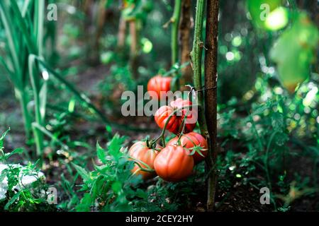 Reife rote Tomaten auf Zweig der Tomatenpflanze wächst auf Erde im Garten Stockfoto
