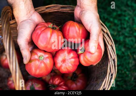 Von oben der Ernte anonymen männlichen Gärtner Putting reifen rot Tomaten zu Weidenkorb während der Ernte Gemüse im Sommergarten Stockfoto