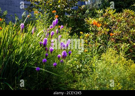 Leuchtender Stern, Orangen-Lilien-Garten, Kirchengelände Stockfoto