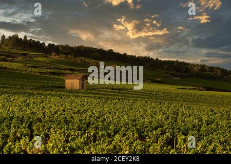 Weinberg in Beaune, Burgund, Frankreich Stockfoto