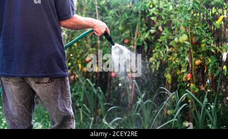 Cropped unkenntlich Landwirt Gießen bunte Tomatensträucher mit Schlauch, während Zwischen den Zweigen im Garten stehend Stockfoto