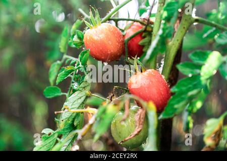 Nahaufnahme des Zweiges der Tomatenpflanze mit rot und grün Tomaten mit Tröpfchen nach dem Bewässern im Sommergarten Stockfoto