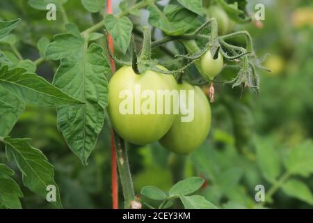 Passionstomate unreif grün, aber vielversprechend aussehen Stockfoto